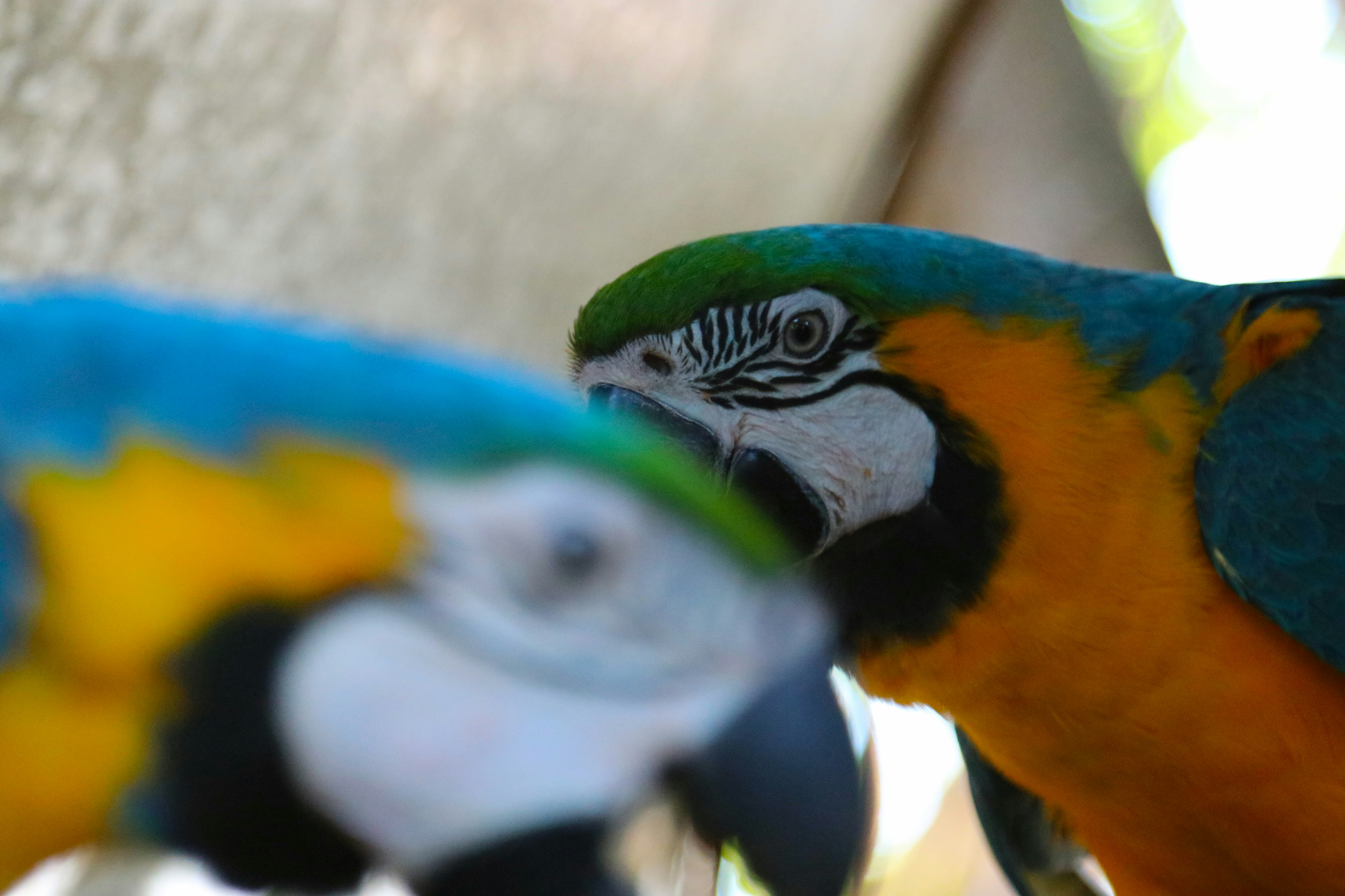 two blue-and-yellow macaw birds